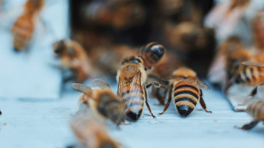 Division Road Fields Honey 2024